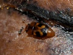 Epuraea ocularis