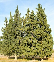 Cupressus lusitanica