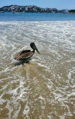 Pelecanus occidentalis