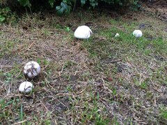 Agaricus