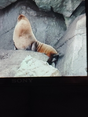 Arctocephalus galapagoensis