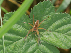 Dolomedes
