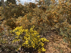 Acacia pulchella