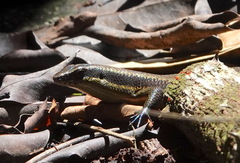Eutropis rudis