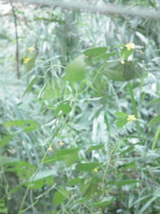 Corchoropsis crenata