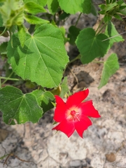 Hibiscus martianus