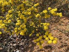 Acacia pulchella
