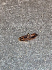 Aeolus mellillus