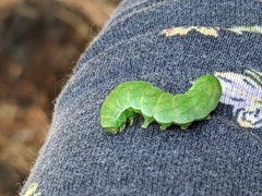 Phlogophora meticulosa