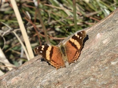 Hypanartia bella