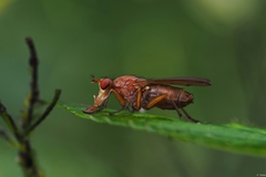 Tetanocera