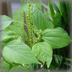 Acalypha ostryifolia