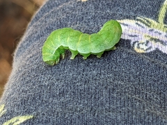 Phlogophora meticulosa