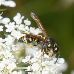 Parancistrocerus vagus