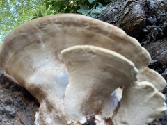 Ganoderma