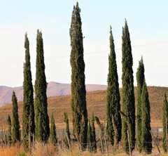 Cupressus sempervirens
