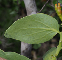 Psittacanthus schiedeanus