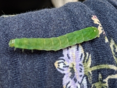 Phlogophora meticulosa