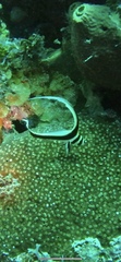 Eques punctatus