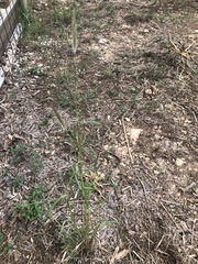 Dichanthium sericeum