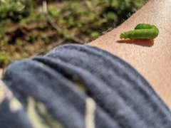 Phlogophora meticulosa