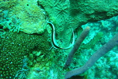 Eques punctatus