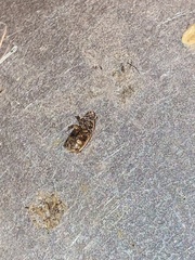 Labarrus cincticulus