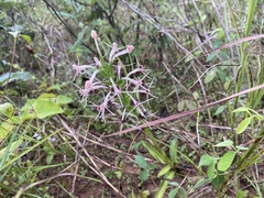 Habenaria rostellifera