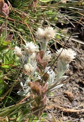 Anaphalis nepalensis