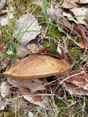 Boletus aereus