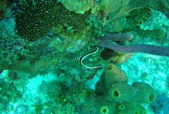 Eques punctatus