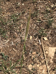 Dichanthium sericeum