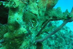 Eques punctatus