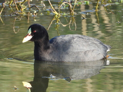 Fulica armillata