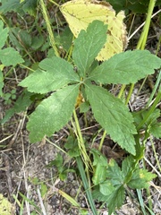Sanicula canadensis