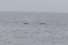 Eubalaena glacialis