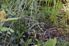 Galium boreale