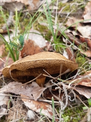 Boletus aereus
