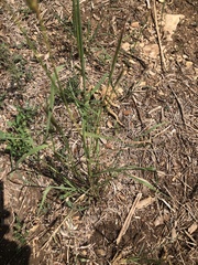 Dichanthium sericeum