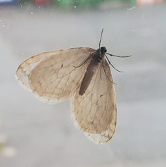 Operophtera bruceata