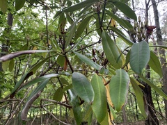 Rhododendron maximum