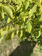Betula alleghaniensis