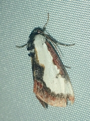Eudryas unio