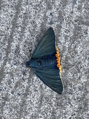 Chalypyge chalybea chloris