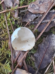 Amanita junquillea