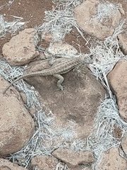 Microlophus barringtonensis