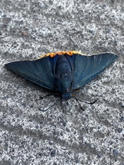 Chalypyge chalybea chloris