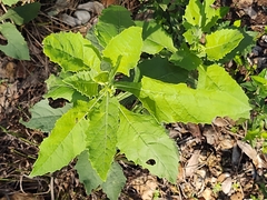 Verbesina microptera