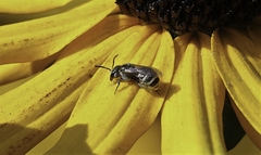 Halictus tripartitus