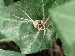 Odiellus spinosus